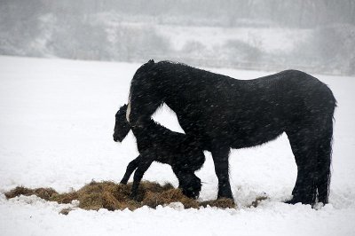 Snow at last!