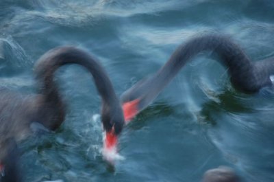 black swans - impressions