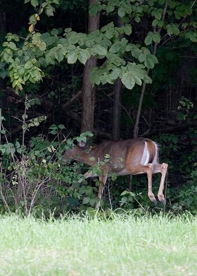 Bambi