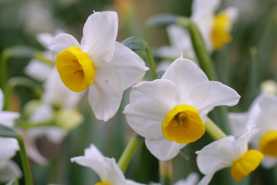 Daffodils