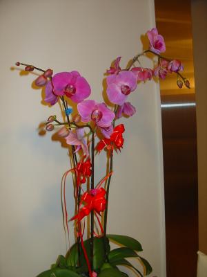 Orchid (2-2-2006)
