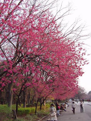 Ueno Park (23-3-2006)