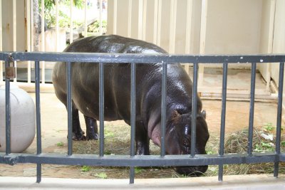 pigmy hippo.JPG