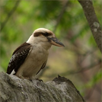 Kookaburra 2.jpg