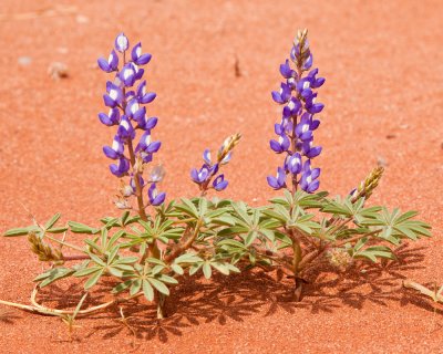 Spring Flowers _MG_2960.jpg