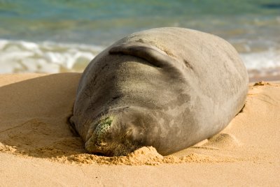 Hawaiian Monk Seal - IMGP8034