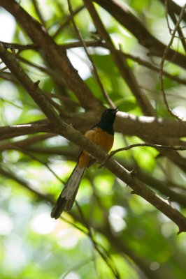 White Rumped Shama - K206274