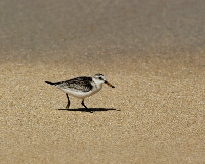 Sanderling - K209351