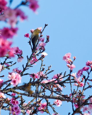 Meijiro & Cherry Blossoms - K7__0284