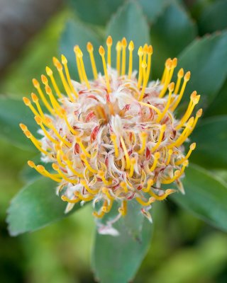 Pincushion Protea - K204773