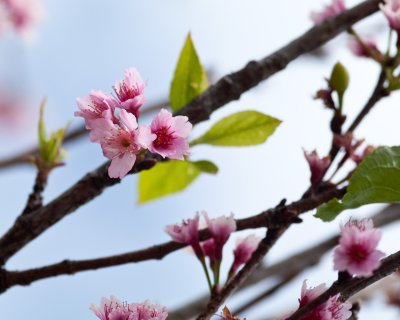 Cherry Blossom - K7__3387