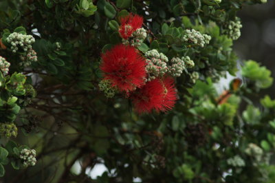 Lehua Blossoms - K204506