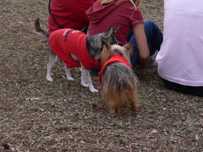doggie 006 (Medium).jpg