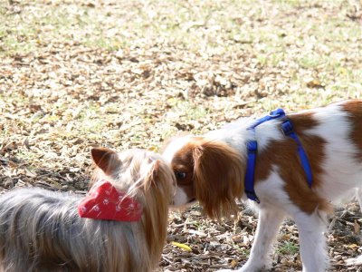 doggie 012 (Medium).jpg