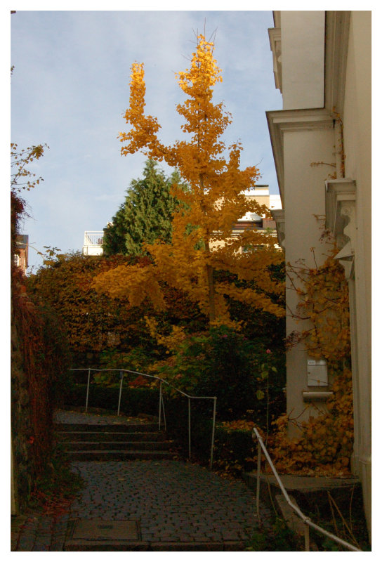 blankeneese3