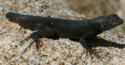 JT Black Liz A.jpg