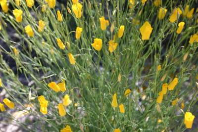 Yellow Flowers 1.jpg