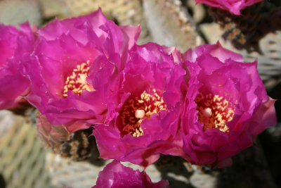 Triple pink.jpg