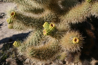 Cholla 1.jpg