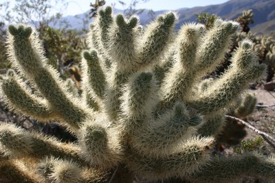 cholla 2.jpg