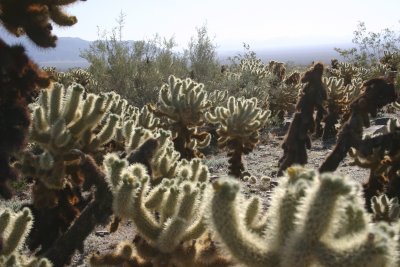 Invading Cholla.jpg