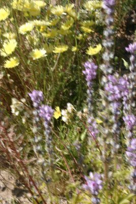 Flowers 1.jpg