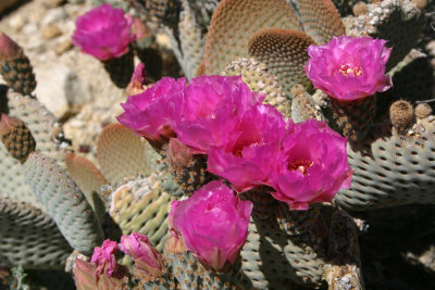 pink 2.jpg