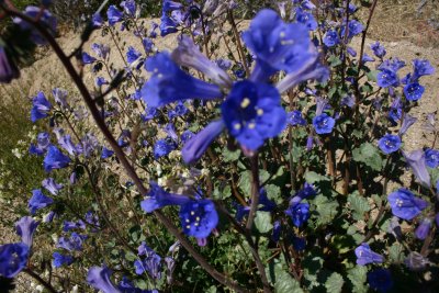 Flowers 4.jpg