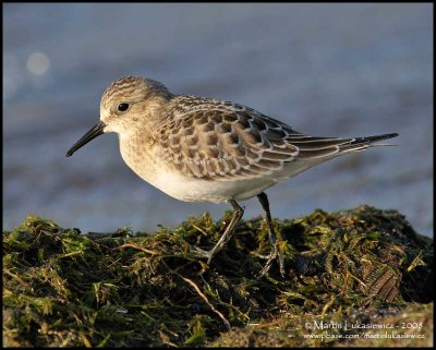 Sanderling