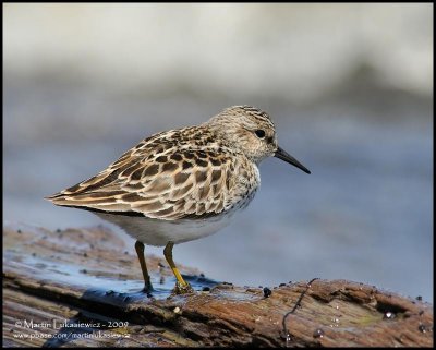 White-rumped Sandpiper