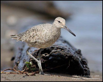 Willet