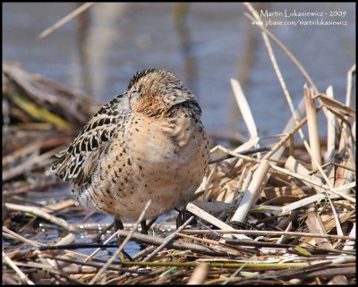 Short-billed Dowitcher Resting
