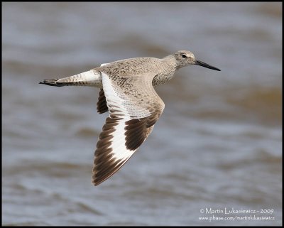 Willet in Flight