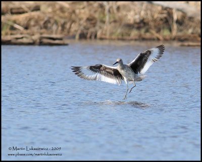 Willet in Flight (landing)