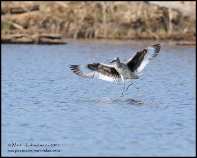 Willet in Flight (landing)