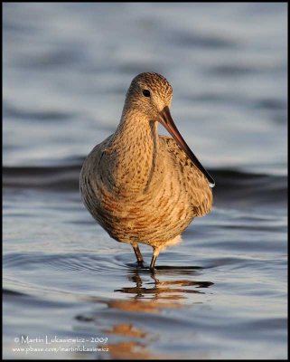 Marbled Godwit