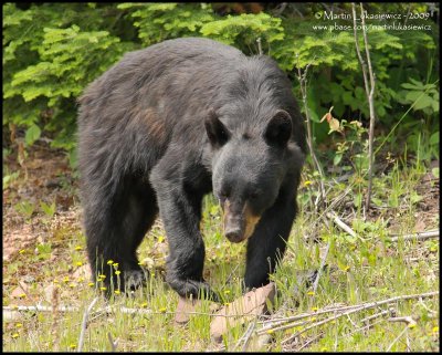 Black Bear - Looking for Food