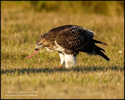 Red-tailed Hawk - Rabbit for breakfast II