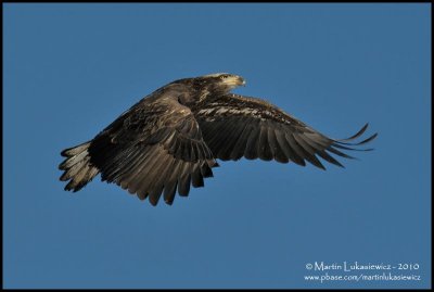 Eagle in Flight