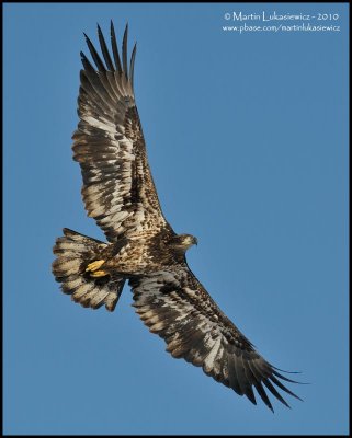 Eagle in Flight