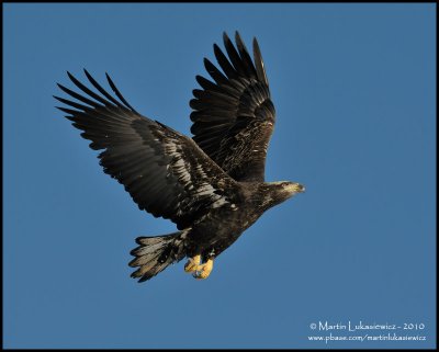 Eagle in Flight