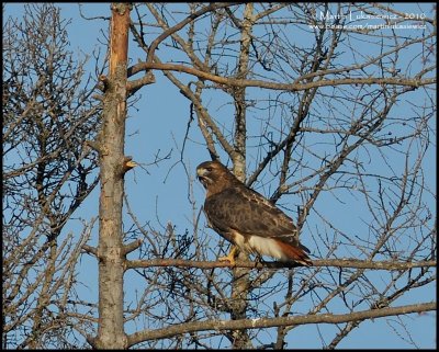 Red-tailed Hawk (ID Shot)