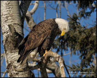 Bald Eagle