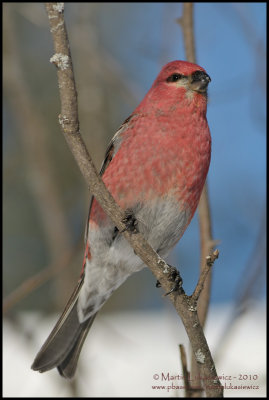 Pine Grosbeak