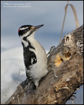 Hairy Woodpecker