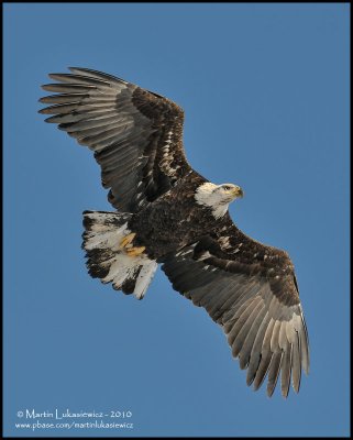 Eagle in Flight