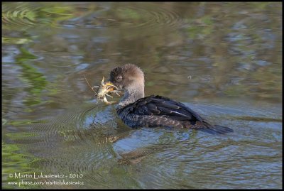 Hooded Merganser with Lunch