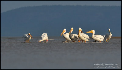 American White Pelicans Feeding