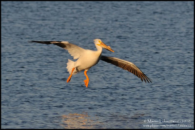 American White Pelican on Finals