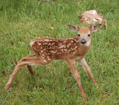 Fawn and it's dead twin, May 22, 2009